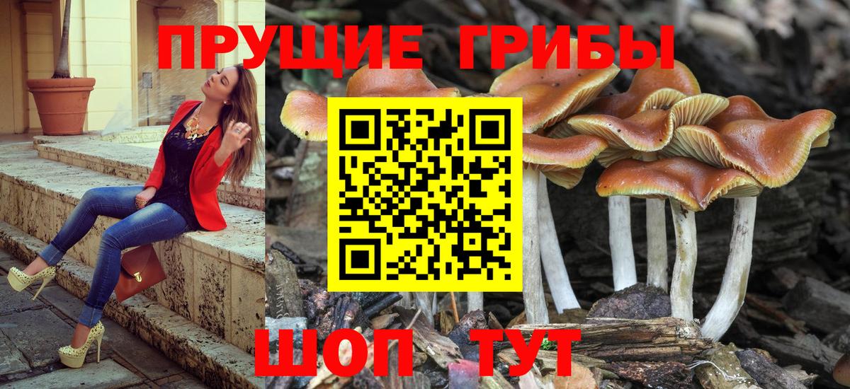Псилоцибиновые грибы Psilocybe Ижевск